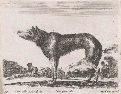 Wolf, Stefano della Bella, 1620-1664 Canvas Print