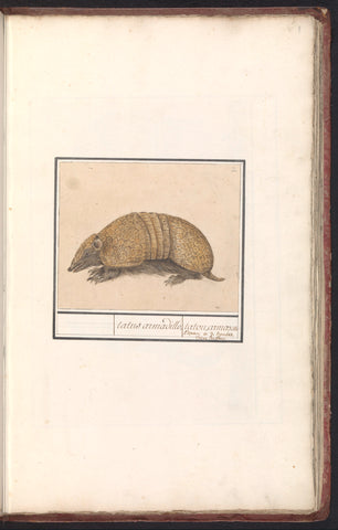 Bullet armadillo (Tolypeutes matacus), Anselm Boëtius de Boodt, 1596 - 1610 Canvas Print