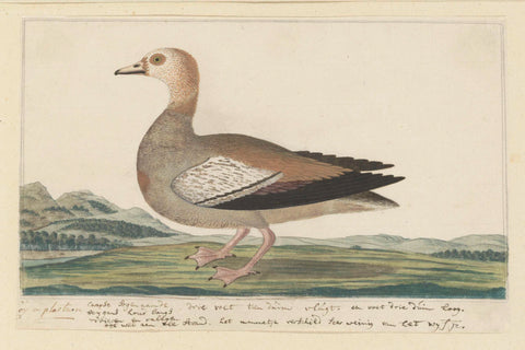 Alopochen aegyptiacus (Egyptian goose), Robert Jacob Gordon, 1777 - 1786 Canvas Print