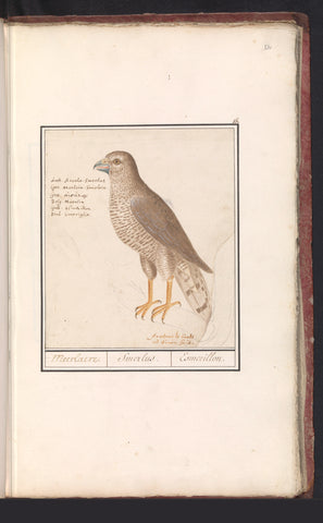 Smelleken (Falco columbarius), Anselm Boetius de Boodt, 1596 - 1610 Canvas Print