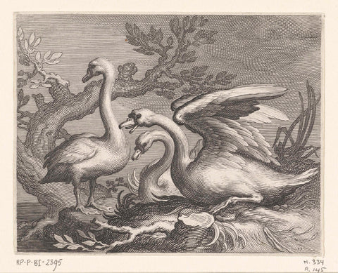 Swans, Boëtius Adamsz. Bolswert, 1611 Canvas Print