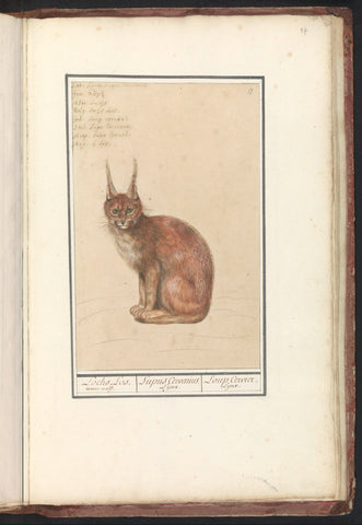 Lynx (Lynx lynx), Anselm Boëtius de Boodt, 1596 - 1610 Canvas Print