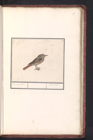 Bird, possibly a wren (Troglodytes troglodytes), Anselmus Boëtius de Boodt, 1596 - 1610 Canvas Print