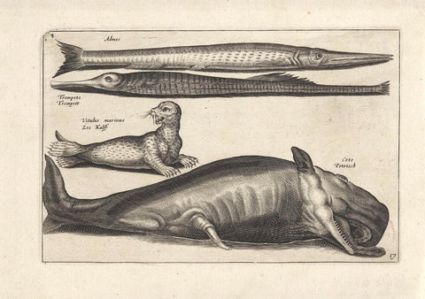 Sperm whale and three sea creatures, anonymous, 1634 Canvas Print