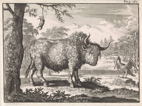 Bison, Opposum and a Pelican in an Exotic Landscape, Caspar Luyken, 1697 Canvas Print