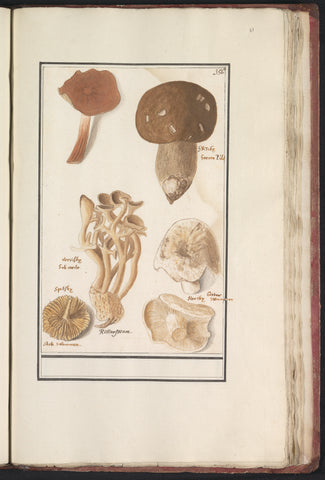 Mushrooms, Anselm Boëtius de Boodt, 1596 - 1610 Canvas Print