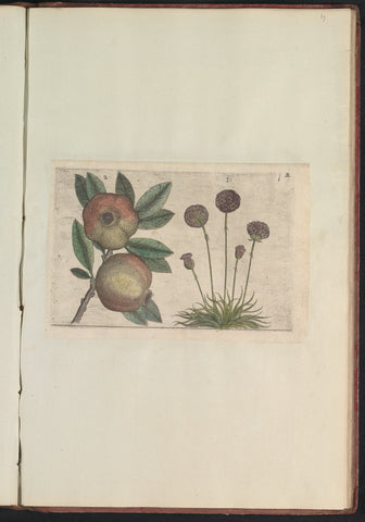 Pomegranate (Punica granatum) and English grass (Armeria maritima), anonymous, 1640 Canvas Print