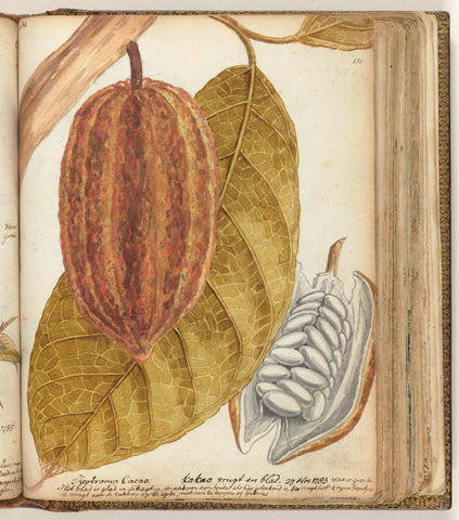 Cacao, Jan Brandes, 1783 Canvas Print