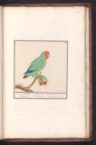 Red-headed Lovebird, Anselm Boëtius de Boodt, 1596 - 1610 Canvas Print