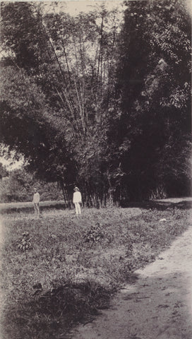 Bamboo in Groningen, Andries Augustus Boom, 1911 Canvas Print