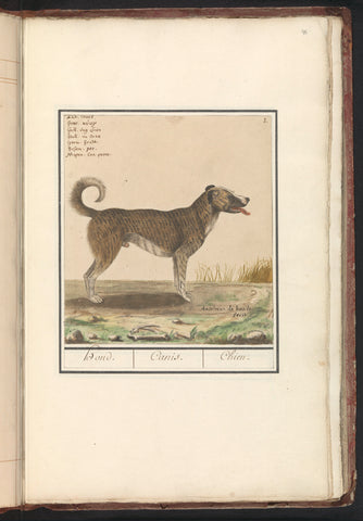 Hond (Canis lupus familiaris), Anselm Boëtius de Boodt, 1596 - 1610 Canvas Print