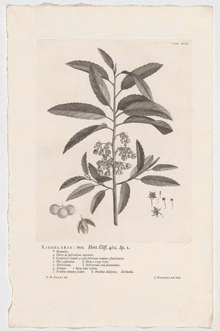 Kiggelaria africana, Jan Wandelaar, 1738 Canvas Print