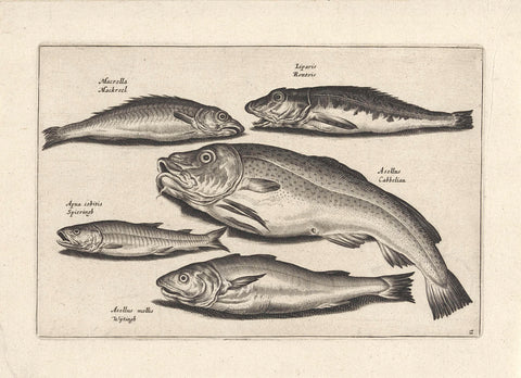 Five different species of fish, anonymous, 1634 Canvas Print