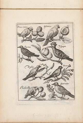 Woodpecker, parrot and other birds, anonymous, 1635 - 1660 Canvas Print