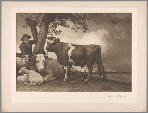 Photo reproduction of painting The Bull by Paulus Potter, coll. Mauritshuis, anonymous, 1904 Canvas Print