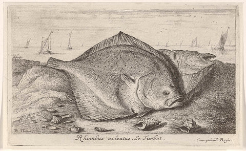 Two turbots on the beach, Albert Flamen, 1664 Canvas Print