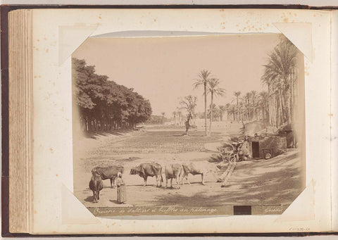 Shepherd and grazing buffalo at a hut under date palms, presumably in Egypt, Peridis, c. 1870 - c. 1890 Canvas Print