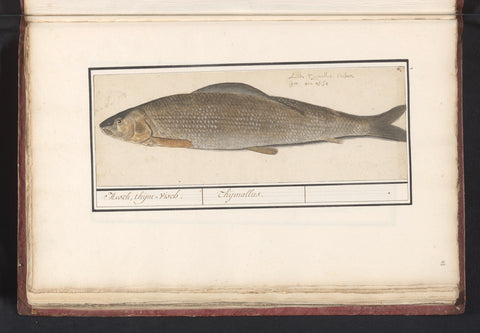 Flag salmon (Thymallus thymallus), Anselmus Boëtius de Boodt, 1596 - 1610 Canvas Print