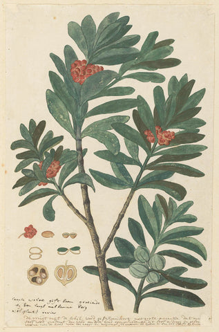 Hyenanche globosa Lam. or  Toxicodendrum capense of globosum (Cape wolvegift), Robert Jacob Gordon, in or after c. 1780 Canvas Print