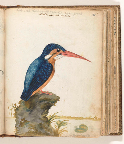 Blue-eared Kingfisher, Jan Brandes, 1779 - 1785 Canvas Print