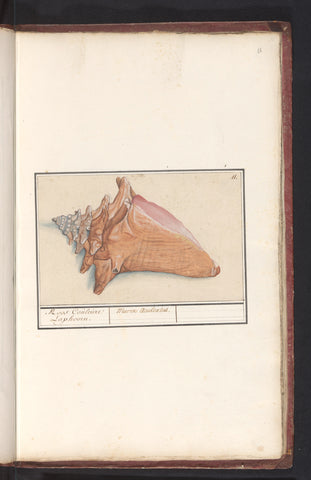 Pink wing horn (Strombus gigas), Anselm Boëtius de Boodt, 1596 - 1610 Canvas Print