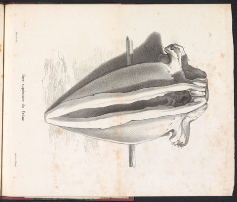 Whale Skull, 1827, Bossuet, 1828 Canvas Print