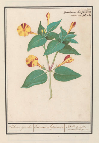 Nachtschone (Mirabilis jalapa), Anselmus Boëtius de Boodt, 1596 - 1610 Canvas Print