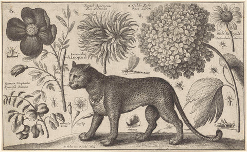 Leopard, flowers and insects, Wenceslaus Hollar, 1663 Canvas Print