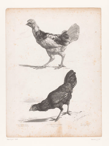 Study of two chickens, Jules Joseph Augustin Laurens, 1865 - 1878 Canvas Print