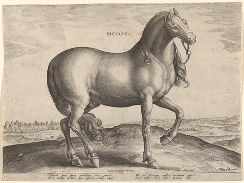 Horse from Sicily (Siculus), Hieronymus Wierix, c. 1583 - c. 1587 Canvas Print