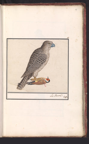 Vulture falcon (Falco rusticolus), Anselm Boetius de Boodt, 1596 - 1610 Canvas Print