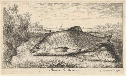 Two bream on a riverbank, Albert Flamen, 1664 Canvas Print