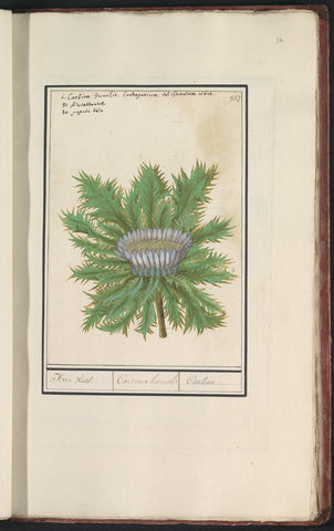 Three thistle (Carlina vulgaris), Anselm Boëtius de Boodt, 1596 - 1610 Canvas Print