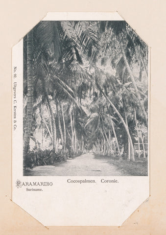 Coconut palms, C. Kersten & Co., anonymous, 1900 - 1910 Canvas Print