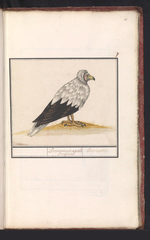 Egyptian vulture, Anselm Boëtius de Boodt, 1596 - 1610 Canvas Print