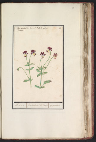 Tricolour violet (Viola tricolor), Anselmus Boëtius de Boodt, 1596 - 1610 Canvas Print