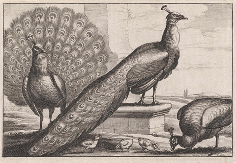 Peacocks, Wenceslaus Hollar, 1654 - 1662 Canvas Print