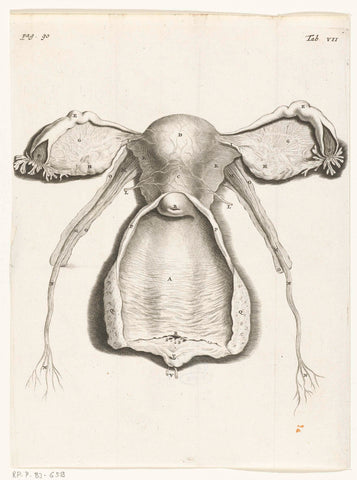 Anatomical image of the inside of the uterus, fallopian tube and ovaries, Hendrik Bary, 1672 Canvas Print