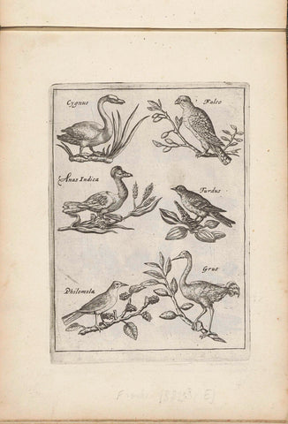 Swan, falcon and other birds, anonymous, 1635 - 1660 Canvas Print