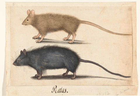 Mouse and Rat, anonymous, c. 1560 Canvas Print