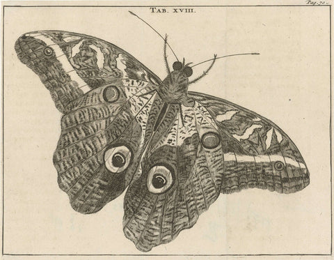 Surinamese giant butterfly XVIII, Jan Luyken, 1680 Canvas Print