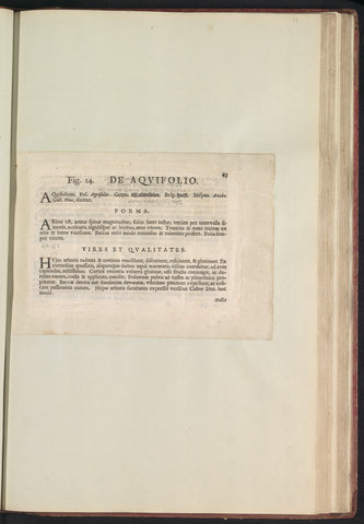 Fig. 24 'De Aqvifolio' in De Boodt's herbarium of 1640, Anselmus Boëtius de Boodt, 1640 Canvas Print