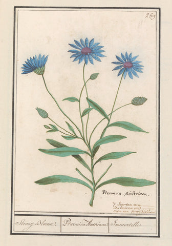 Blue straw flower (Catananche caerulea), Anselm Boëtius de Boodt, 1596 - 1610 Canvas Print