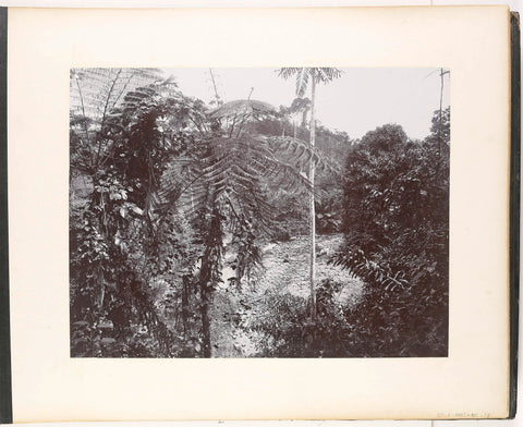 View of the forest, Rimhoen Estate, Sumatra (Waldparthie Rimhoen Estate), Carl J. Kleingrothe, c. 1885 - 1900 Canvas Print