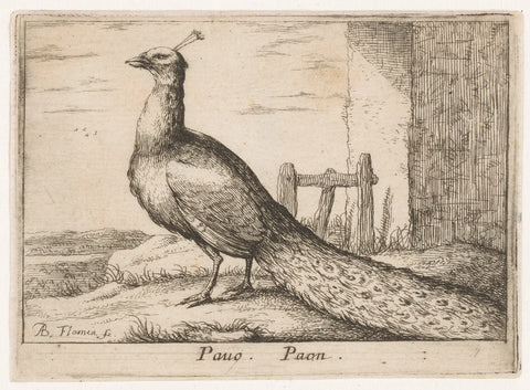 Landscape with peacock, Albert Flamen, 1659 Canvas Print