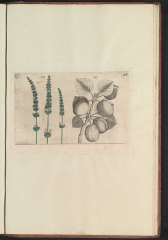 Lavender (Lavandula angustifolia) and apricot (Prunus armeniaca), anonymous, 1640 Canvas Print