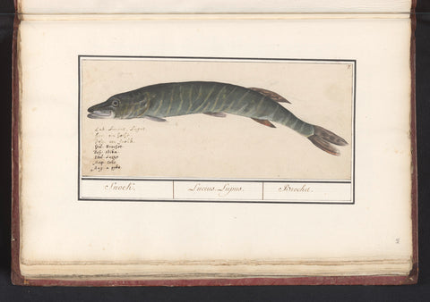 Pike (Esox lucius), Anselmus Boëtius de Boodt, 1596 - 1610 Canvas Print