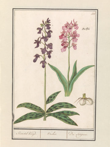 Orchid (Orchidaceae), Anselm Boëtius de Boodt, 1596 - 1610 Canvas Print