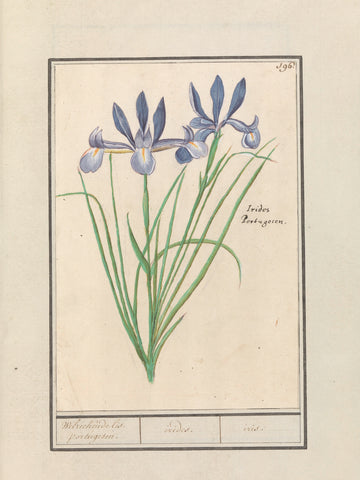 Blauwe lis (Iris sibirica), Anselm Boëtius de Boodt, 1596 - 1610 Canvas Print