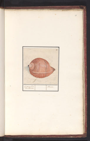 Shell of a sea snail, Anselm Boëtius de Boodt, 1596 - 1610 Canvas Print